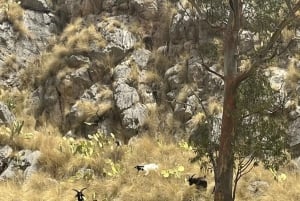 Palermo: Wycieczka na Monte Pellegrino, sanktuarium i sok