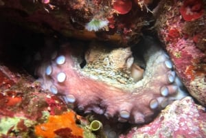 Palermo: Mergulhe com snorkel, veleje e saboreie. Desfrute de uma aventura de dia inteiro