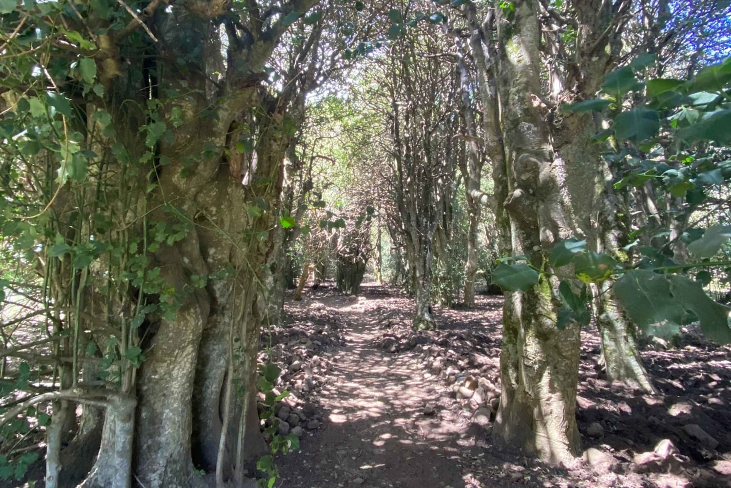 Palermo: Rundresa i Madonie bland Europas största jordbruksföretag