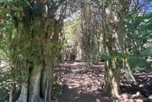 Palermo: Rundresa i Madonie bland Europas största jordbruksföretag