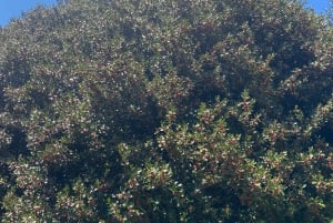 Palermo: Rundresa i Madonie bland Europas största jordbruksföretag