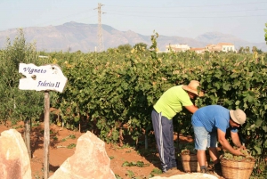 Partinico:Grape harvest in the lands of FrederikII of Swabia