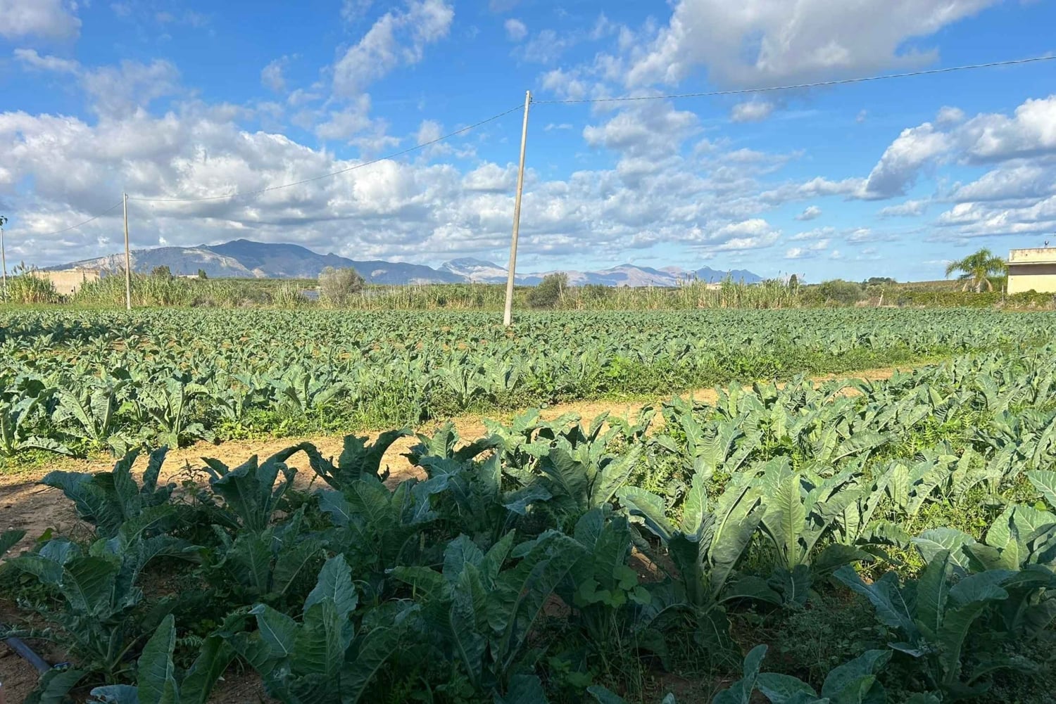 Partinico: olijfgaard, Montessori-laboratorium 1-4 jaar, dieren en proeverij