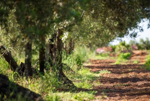 Partinico: Olive Harvest with Wine Tasting and Brunch