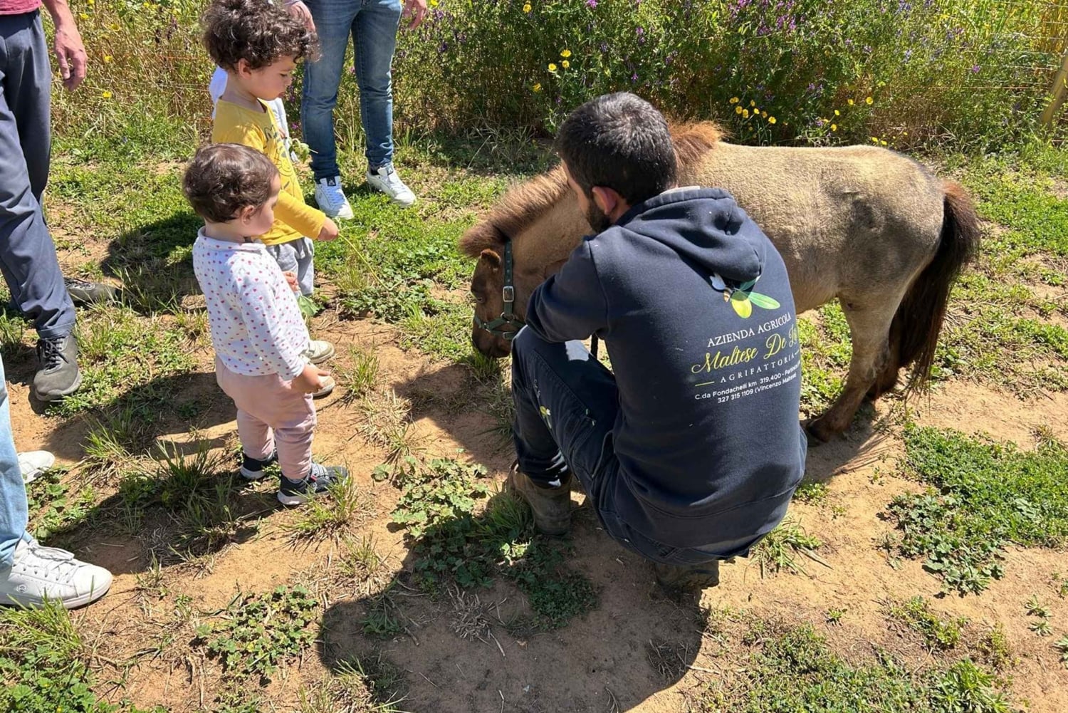 Partinico: degustação de azeite virgem extra e legumes na quinta