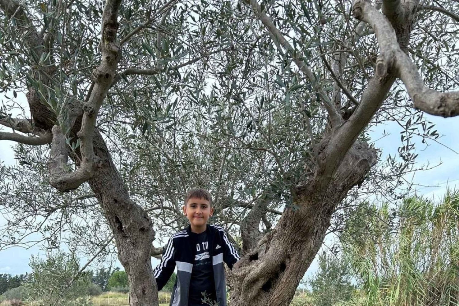 Partinico: degustação de azeite virgem extra e legumes na quinta