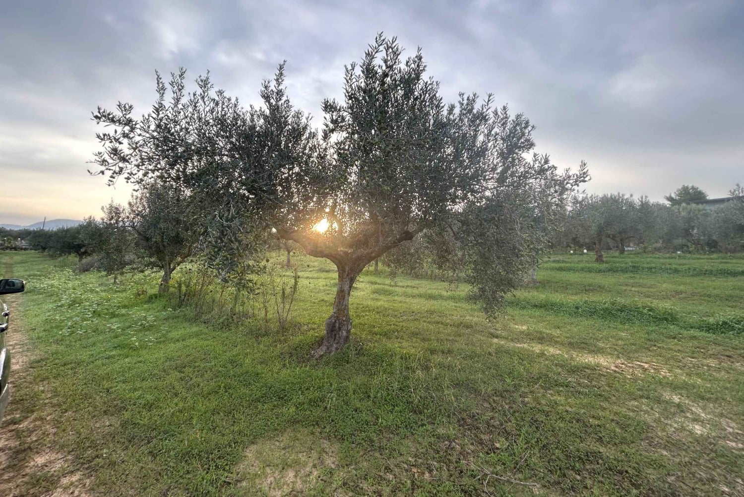 Partinico: degustação de azeite virgem extra e legumes na quinta