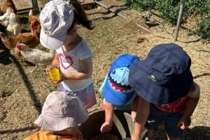 Partinico: degustação de azeite virgem extra e legumes na quinta