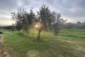 Partinico: degustação de azeite virgem extra e legumes na quinta