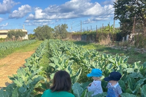 Partinico: degustação de azeite virgem extra e legumes na quinta