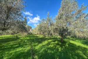 Partinico: degustação de azeite virgem extra e legumes na quinta