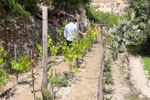 Radici: IImmerse yourself in the heady scents of our garden