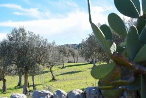 Ragusa: Ricotta Making Expereince at a Farm with Dinner