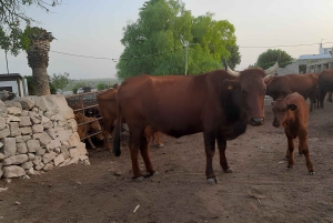 Ragusa: Ricotta-Herstellung auf einem Bauernhof mit Abendessen