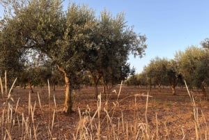 Ragusa: Siciliansk madlavningsworkshop på landet