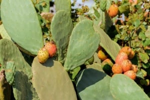 Ragusa: Siciliansk madlavningsworkshop på landet