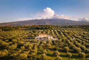 Randazzo: Sicilian cooking class in an olive grove and oil tasting