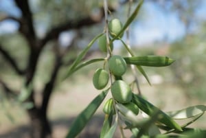 Randazzo: Sicilian cooking class in an olive grove and oil tasting