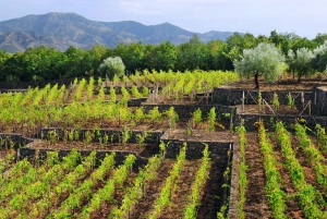 Randazzo: Wine Discovery Tour on North Side of Mount Etna