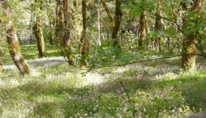 Riserva Naturale Bosco di Alcamo