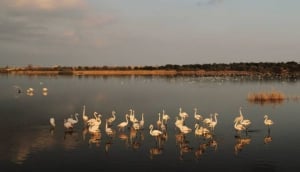 Riserva Naturale Saline di Priolo