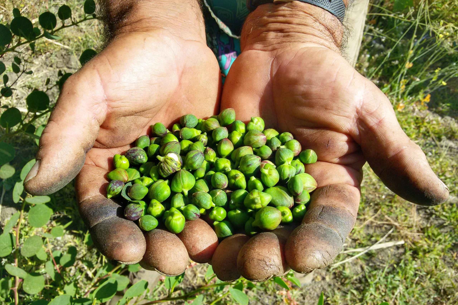 Experiência Salina Capers