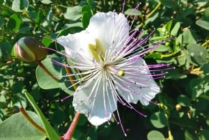 L'expérience de Salina Capers