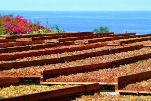 Salina: degustacja wina i brunch w posiadłości w Malfa