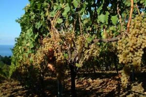 Salina: degustacja wina i brunch w posiadłości w Malfa