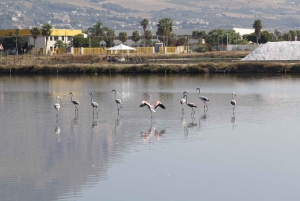 Saline di Trapani: 2h 30min Salt Tour