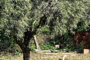 Sambuca di Sicilia: tour por la historia, los sabores y las tradiciones.