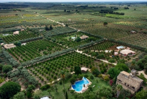 Sensory tour with tasting at a Sicilian organic farm