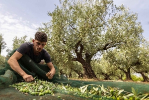 Sensory tour with tasting at a Sicilian organic farm