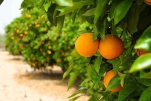 Sensory tour with tasting at a Sicilian organic farm