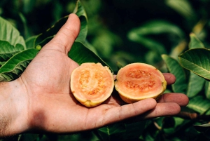 Sensory tour with tasting at a Sicilian organic farm