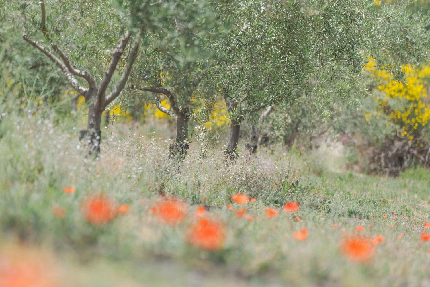 Serafica Top Experience: Wine & Olive Oil Tasting