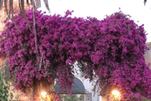 Sicilian cooking class in the historic baglio Florio Adamo