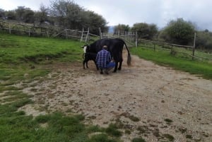 VILAS SICILIANAS E FESTA DA RICOTTA partida da área de Cefalù