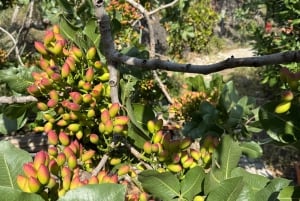 Sicilia: Bronte Pistachio Farm Tour med lunsj