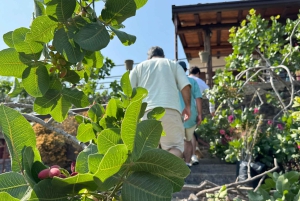 Sicilia: Bronte Pistachio Farm Tour med lunsj