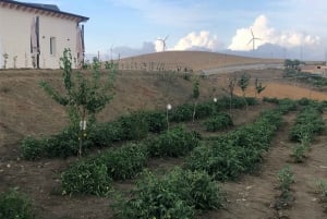 Sicily: Cooking Class with Wine Tasting