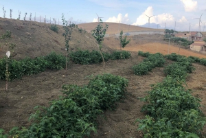 Sicily: Cooking Class with Wine Tasting