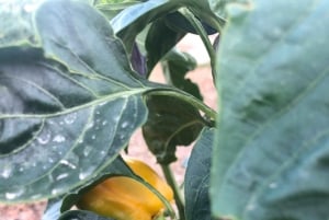 Sicily: Cooking Class with Wine Tasting