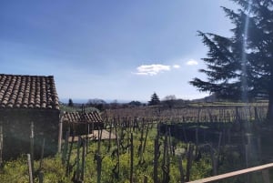 Sicily: Etna Volcano and Wine Tasting Tour