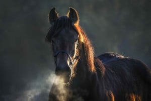 Sicile, Italie : Promenade à cheval paisible d'une heure pour débutants