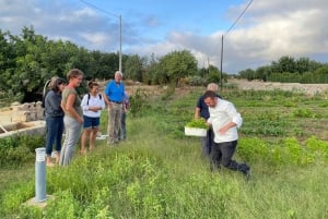 Sicile : cours de cuisine traditionnelle avec dîner