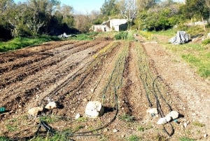 Slowlife Family Farm: From Garden to Table