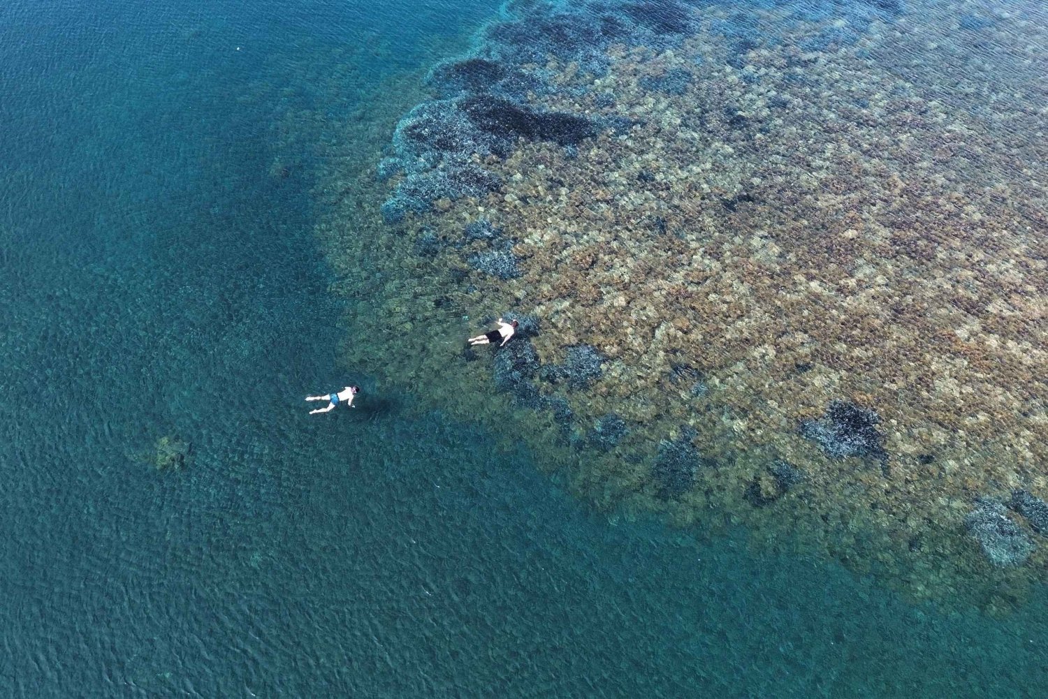 Snorkeling guiado pela bióloga marinha Ilha de Vulcano, Ilhas Eólias