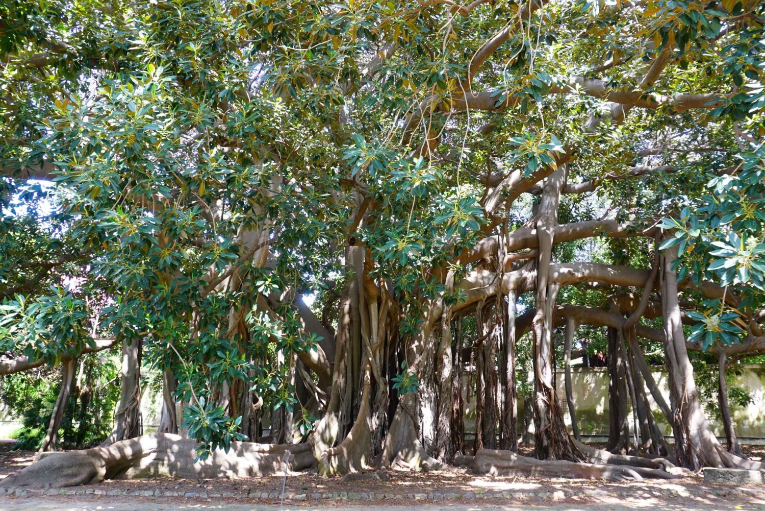 Passeggiando per l'Orto Botanico di Palermo