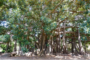 Wandelen door de Botanische Tuin van Palermo